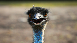 Barátságtalan emu kóborolt a Mecsekben, nem merték megközelíteni