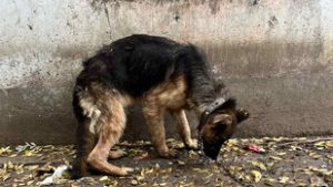 Csontsoványan mentették meg Sanyit, a német juhászkutyát