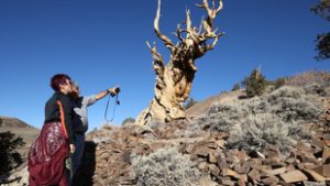 A világ legidősebb ma is élő fái már a piramisok építése előtt velünk voltak