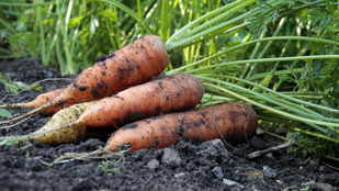 Egy tudós szó szerint halálra itta magát sárgarépalével
