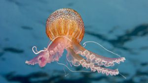 Mennyire hülyék az agyatlan állatok?