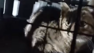 Húszméteres kútba zuhant egy cica Pusztazámornál, tűzoltók mentették ki