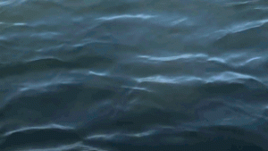 Egy gyilkos bálnák elől menekülő fóka felkapaszkodott egy hajóra, azonnal az internet sztárja lett