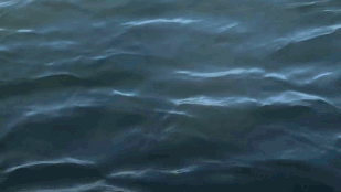 Egy gyilkos bálnák elől menekülő fóka felkapaszkodott egy hajóra, azonnal az internet sztárja lett