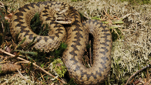 Soha nem látott mennyiségű kígyóészlelés érkezett Magyarországról, ritka vipera is felbukkant
