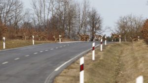 Szarvascsordának csapódott több autó, az egyik állat jármű alá szorult