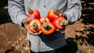 Nemsokára ön is kesu héjból készült üzemanyagot fog tankolni?