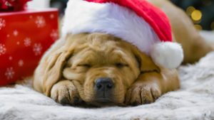 Óriási kutyás esemény lesz a Városligetben – a DOGZ Falkasétát idén a Mikulás vezeti