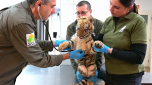 Tigriskölyköt talált a rendőrség egy tiszafüredi drograzzián