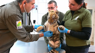 Tigriskölyköt talált a rendőrség egy tiszafüredi drograzzián