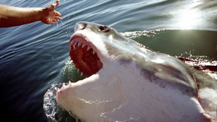 Rettegés uralta a vizeket, az emberek mégis legyintenek már a cápák okozta veszélyre