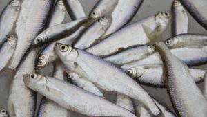 Fuldokló halakat kellett menteni a balatonaligai kikötőben, nincs egyértelmű magyarázat a történtekre