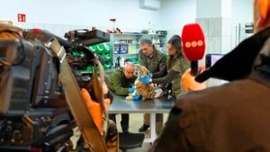 Megvan a tiszafüredi drograzzián talált kistigris új otthona