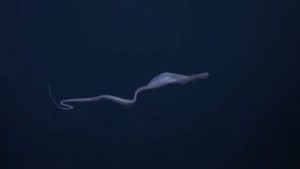 Hátborzongató lény vadászik áldozataira az óceánok mélyén