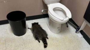 Nem bír leállni a piás mosómedve, újabb két betörést követett el