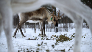 Az orosz–ukrán háború miatt a Mikulás rénszarvasai is veszélybe kerültek