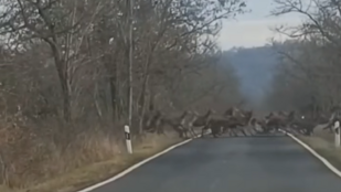 Hatalmas szarvasrudli vonult át egy országúton Nógrád vármegyében