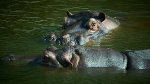 Megállíthatatlanul szaporodnak Pablo Escobar vízilovai