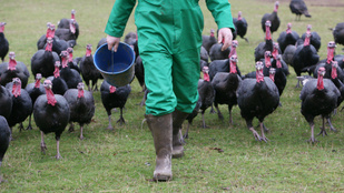 Ismét megjelent Magyarországon a madárinfluenza