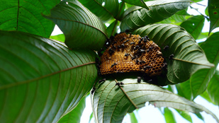 Emberi jogokat kaptak a méhek, bármikor perelhetnek