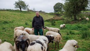 Íme, a világ első, kizárólag homoszexuális kosokból álló akolja