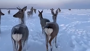 Sokk a TikTokon: kalapáccsal verik szét a jeget a fagyott állatok körül