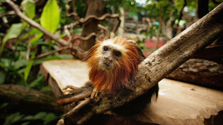 Veszélyeztetett majmot akart kicsempészni egy férfi, eljárás indult ellene