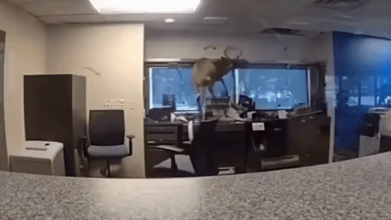 Szarvas rontott be egy New York-i bankba, a rendőrségnek kellett közbelépnie